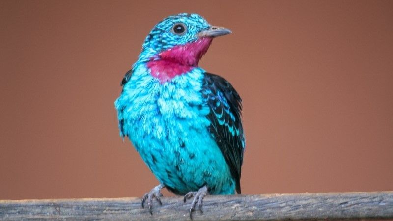 Ngắm 10 loài chim có bộ lông sặc sỡ nhất thế giới
