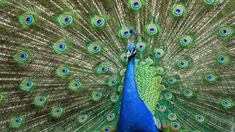 Ngắm 10 loài chim có bộ lông sặc sỡ nhất thế giới