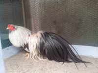 Bo long tuyet dep cua giong ga tre ban dia Viet Nam - Anh 16