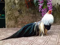 Bo long tuyet dep cua giong ga tre ban dia Viet Nam - Anh 15