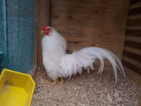 Bo long tuyet dep cua giong ga tre ban dia Viet Nam - Anh 9