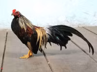 Bo long tuyet dep cua giong ga tre ban dia Viet Nam - Anh 4