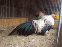 Bo long tuyet dep cua giong ga tre ban dia Viet Nam - Anh 11