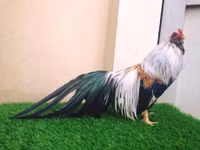 Bo long tuyet dep cua giong ga tre ban dia Viet Nam - Anh 7