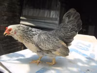 Bo long tuyet dep cua giong ga tre ban dia Viet Nam - Anh 10