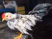 Bo long tuyet dep cua giong ga tre ban dia Viet Nam - Anh 17