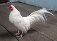 Bo long tuyet dep cua giong ga tre ban dia Viet Nam - Anh 2