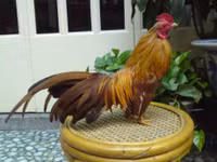 Bo long tuyet dep cua giong ga tre ban dia Viet Nam - Anh 3