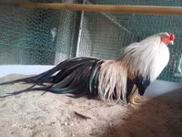 Bo long tuyet dep cua giong ga tre ban dia Viet Nam - Anh 6