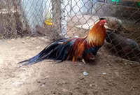 Bo long tuyet dep cua giong ga tre ban dia Viet Nam - Anh 12