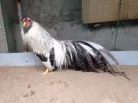 Bo long tuyet dep cua giong ga tre ban dia Viet Nam - Anh 8