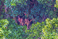 Ảnh "độc" về bộ lạc Amazone sống như thời tiền sử ảnh 2 Anh