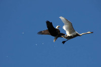 Muc kich man san moi dinh cao cua dai bang hoi - Anh 8