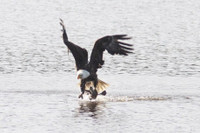 Muc kich man san moi dinh cao cua dai bang hoi - Anh 2