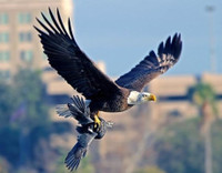 Muc kich man san moi dinh cao cua dai bang hoi - Anh 7