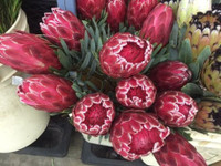 5 loại hoa đẹp mỹ mãn chưng trong nhà người sành hoa mới biết ảnh 7 5 loai hoa dep my man chung trong nha ngay Tet chi nguoi sanh hoa moi biet - Anh 7