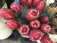 5 loai hoa dep my man chung trong nha ngay Tet chi nguoi sanh hoa moi biet - Anh 7