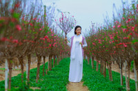 Thieu nu Ha Noi tim ve net tinh khoi xua ben hoa dao - Anh 1