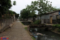 Khốn khổ vì xác lợn ngập tràn ngõ xóm ảnh 7 Khon kho vi xac lon ngap tran ngo xom - Anh 8