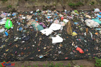 Khốn khổ vì xác lợn ngập tràn ngõ xóm ảnh 11 Khon kho vi xac lon ngap tran ngo xom - Anh 12