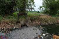 Khốn khổ vì xác lợn ngập tràn ngõ xóm ảnh 12 Khon kho vi xac lon ngap tran ngo xom - Anh 13