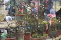 Rộn ràng chợ hoa cổ nhất Hà Nội những ngày giáp Tết ảnh 12 Ron rang cho hoa co nhat Ha Noi nhung ngay giap Tet Dinh Dau - Anh 12