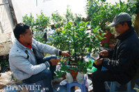 Bonsai phat thu dang la co nguy co 