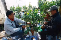 Bonsai phat thu dang la co nguy co 