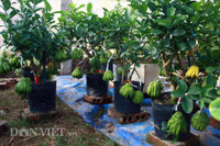 Bonsai phat thu dang la co nguy co 