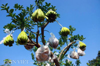 Bonsai phat thu dang la co nguy co 