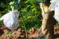 Bonsai phat thu dang la co nguy co 