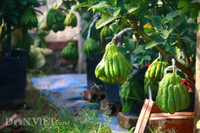Bonsai phat thu dang la co nguy co 