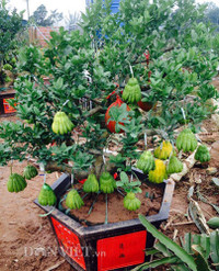 Bonsai phat thu dang la co nguy co 