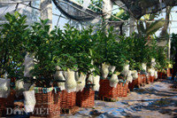 Bonsai phat thu dang la co nguy co 