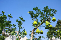 Bonsai phat thu dang la co nguy co 