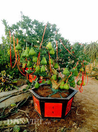 Bonsai phat thu dang la co nguy co 