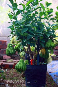 Bonsai phat thu dang la co nguy co 