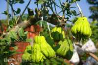 Bonsai phat thu dang la co nguy co 