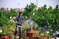 Bonsai phat thu dang la co nguy co 