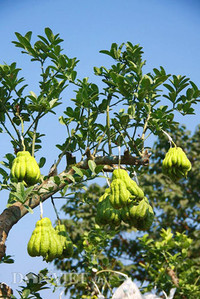 Bonsai phat thu dang la co nguy co 