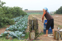 Về vùng đất cung cấp rau sạch lớn nhất Hà Nội ảnh 7 Ve vung dat cung cap rau sach lon nhat Ha Noi - Anh 7