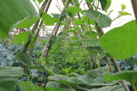 Về vùng đất cung cấp rau sạch lớn nhất Hà Nội ảnh 10 Ve vung dat cung cap rau sach lon nhat Ha Noi - Anh 10