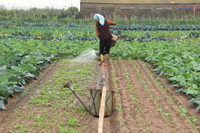 Về vùng đất cung cấp rau sạch lớn nhất Hà Nội ảnh 8 Ve vung dat cung cap rau sach lon nhat Ha Noi - Anh 8