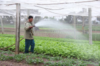 Về vùng đất cung cấp rau sạch lớn nhất Hà Nội ảnh 1 Ve vung dat cung cap rau sach lon nhat Ha Noi - Anh 1