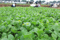 Về vùng đất cung cấp rau sạch lớn nhất Hà Nội ảnh 4 Ve vung dat cung cap rau sach lon nhat Ha Noi - Anh 4