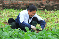 Về vùng đất cung cấp rau sạch lớn nhất Hà Nội ảnh 2 Ve vung dat cung cap rau sach lon nhat Ha Noi - Anh 2