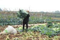 Về vùng đất cung cấp rau sạch lớn nhất Hà Nội ảnh 9 Ve vung dat cung cap rau sach lon nhat Ha Noi - Anh 9