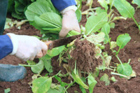 Về vùng đất cung cấp rau sạch lớn nhất Hà Nội ảnh 3 Ve vung dat cung cap rau sach lon nhat Ha Noi - Anh 3