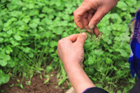 Về vùng đất cung cấp rau sạch lớn nhất Hà Nội ảnh 6 Ve vung dat cung cap rau sach lon nhat Ha Noi - Anh 6