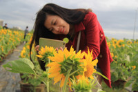 Gioi tre Da Thanh thich thu voi vuon hoa Huong Duong doc dao. - Anh 2